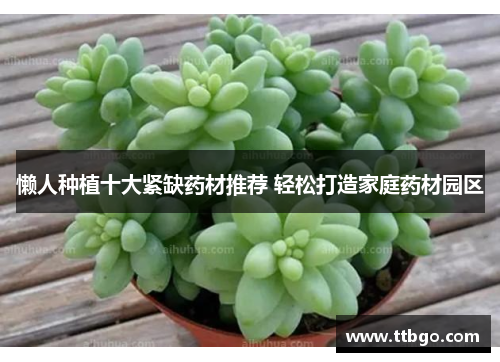 懒人种植十大紧缺药材推荐 轻松打造家庭药材园区 懒人种植十大紧缺药材推荐 轻松打造家庭药材园区